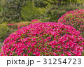 満開のツツジ 31254723