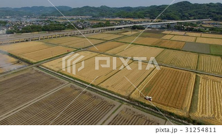 福岡県の筑後平野 麦田にコンバインが動く風景 福岡県の筑後平野 麦田にコンバインが動く風景 31254811