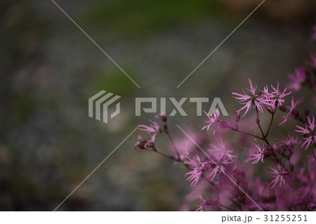 カッコウセンノウ 31255251