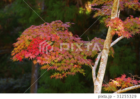 紅葉　 31255329