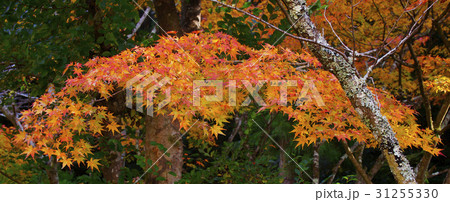 紅葉 紅葉 31255330