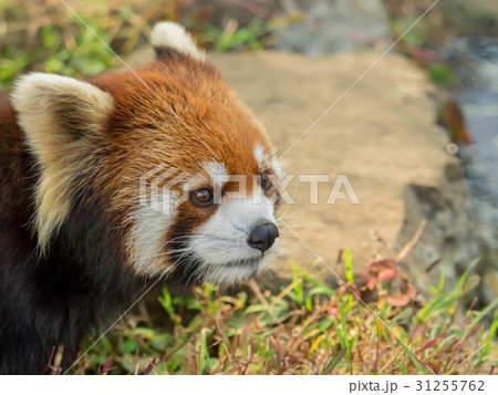 レッサーパンダ 31255762
