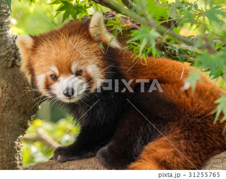 レッサーパンダ レッサーパンダ 31255765
