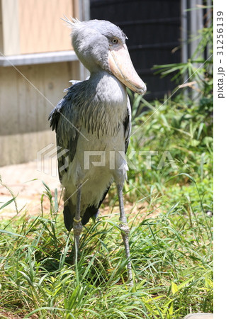 ハシビロコウ 31256139