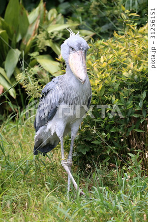 歩くハシビロコウ 31256151