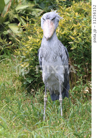 ハシビロコウ 31256152