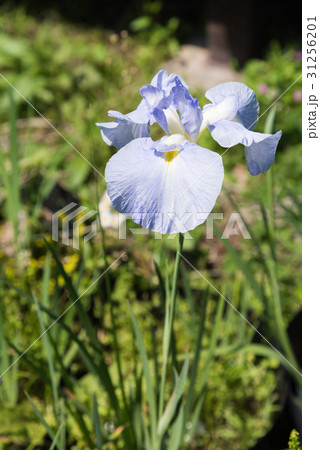 菖蒲 菖蒲 31256201
