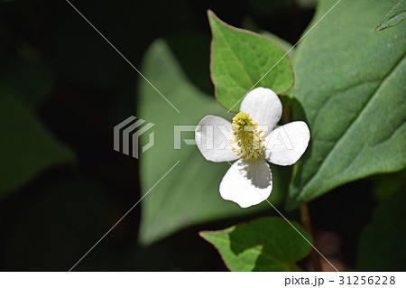 ドクダミ 31256228