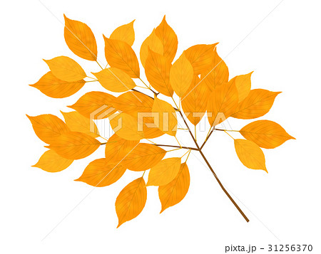 단풍 가을 잎 아이콘 - 스톡일러스트 [31256370] - Pixta