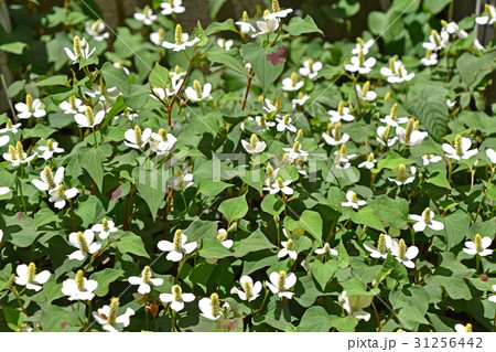 ドクダミ 31256442