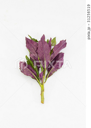 水前寺菜 31256519