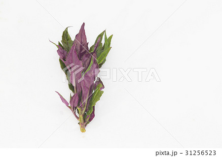 水前寺菜 31256523