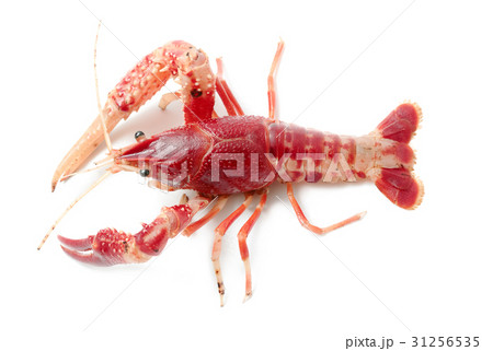 Crayfish Procambarus Clarkii Ghost 31256535
