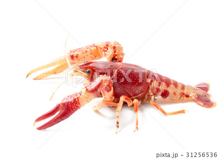 Crayfish Procambarus Clarkii Ghost  31256536