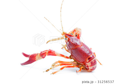 Crayfish Procambarus Clarkii Ghost  31256537