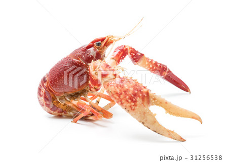 Crayfish Procambarus Clarkii Ghost  31256538