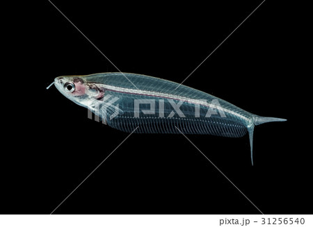 Ghost catfish, glass catfish,Kryptopterus minor  31256540
