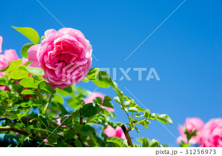 青空とバラ 青空とバラ 31256973