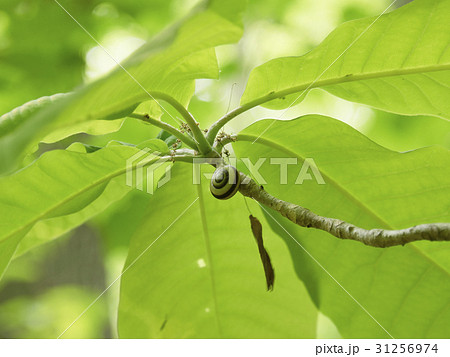 サッポロマイマイ サッポロマイマイ 31256974