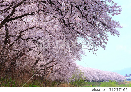桜(福井・足羽川堤防) cherry-blossoms 桜(福井・足羽川堤防) cherry-blossoms 31257162