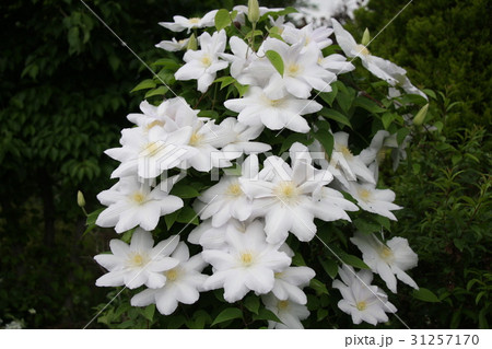 クレマチス咲く頃 Ⅴ クレマチス咲く頃 Ⅴ 31257170