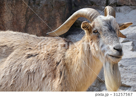 ヤギ 31257567