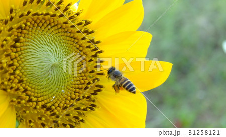 ひまわり 向日葵 ソレイユの丘 31258121