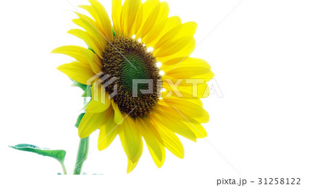ひまわり 向日葵 ソレイユの丘 31258122