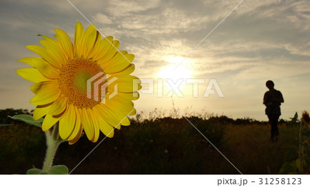 ひまわり 向日葵 ソレイユの丘 31258123