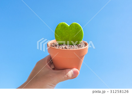 ハートの形の葉 - ハートホヤ(ラブハート) 31258126