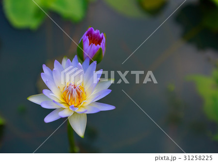 Waterlily or lotus flower on blur background. Waterlily or lotus flower on blur background. 31258225