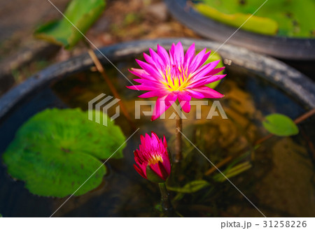 Waterlily or lotus flower on blur background. Waterlily or lotus flower on blur background. 31258226