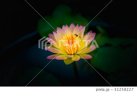 Waterlily or lotus flower on blur background. Waterlily or lotus flower on blur background. 31258227