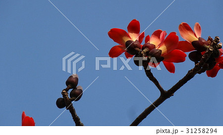 花 フラワー お花 31258294