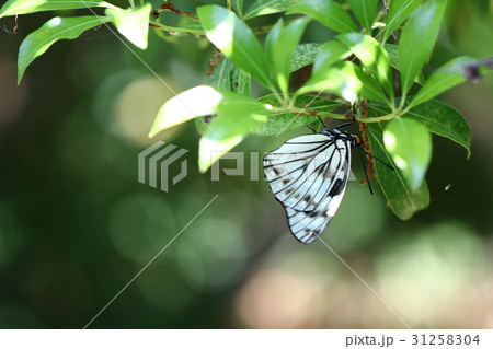 ゴマダラチョウ ゴマダラチョウ 31258304