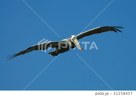 Flying Pelican 31258457