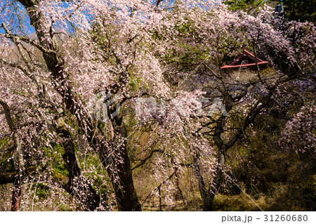 観音堂のしだれ桜 31260680