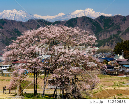 妙高とエドヒガン桜 31260688