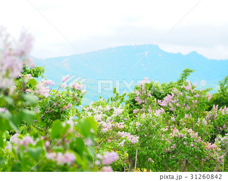 ライラックと手稲山 31260842