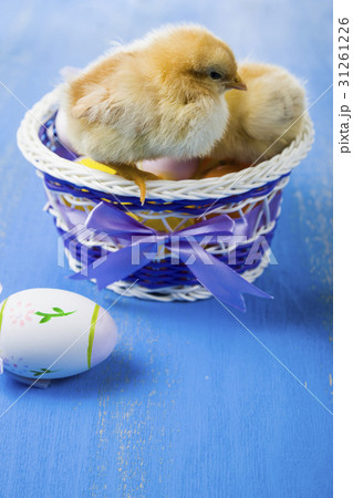 Fluffy little yellow chickens and Easter eggs Fluffy little yellow chickens and Easter eggs 31261226