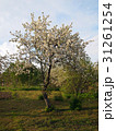 Photo of a blossoming apple tree 31261254