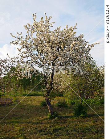 Photo of a blossoming apple tree 31261254