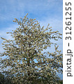 Photo of a blossoming apple tree 31261255