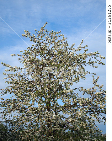 Photo of a blossoming apple tree 31261255