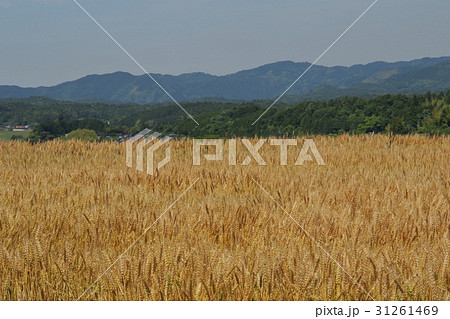 麦畑 31261469