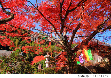 高蔵寺(兵庫県 篠山市)境内の紅葉 高蔵寺(兵庫県 篠山市)境内の紅葉 31261475