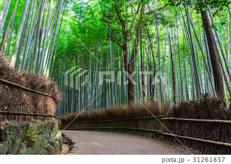 京都 嵯峨野 竹林の道 京都 嵯峨野 竹林の道 31261837