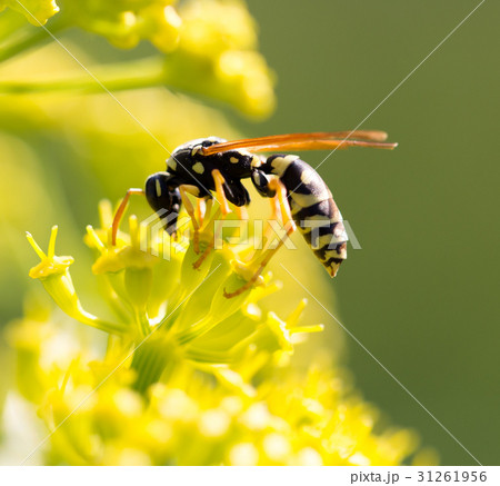 Wasp on yellow flower in nature Wasp on yellow flower in nature 31261956