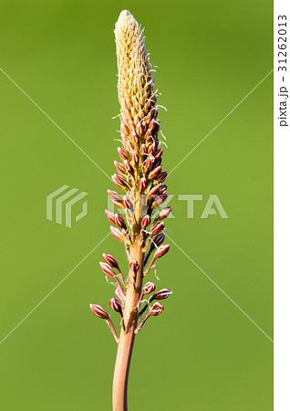 Unopened flower bud in nature 31262013
