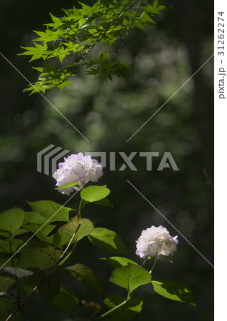 山の中の紫陽花 31262274